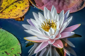 Water lily     2048x1366 water lily, ,  ,  ,  , , 