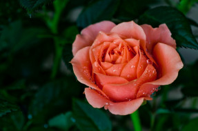      1927x1280 , , flower, , , , rose, macro