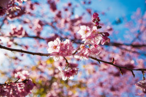      1920x1282 , ,  , , , pink, sakura, taiwan, flowers, cherry, blossom, 