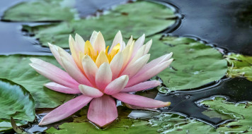 Water lily     2048x1096 water lily, ,  ,  ,  , , 