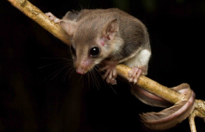 acrobates frontalis, животные, крысы,  мыши, мышка