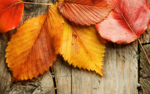      2880x1800 , , wood, , fall, leaves, autumn