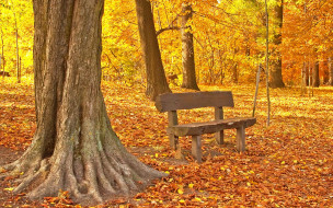      1920x1200 , , , , tree, park, maple, fall, leaves, autumn