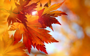      2880x1800 , , maple, fall, leaves, autumn, 