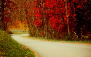      1920x1200 , , nature, , , , walk, trees, leaves, colorful, colors, fall, autumn, path, road