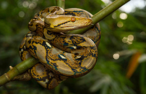 Python reticulatus     2048x1327 python reticulatus, , ,  ,  , 