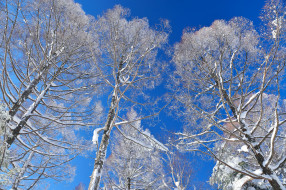      2048x1363 , , snow, winter, , , , trees, sky