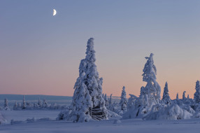 природа, зима, деревья, снег, швеция, вестерботтен, лапландия